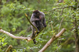 A common woolly monkey, brown woolly monkey, or Humboldt's woolly monkey (Lagothrix lagothricha)