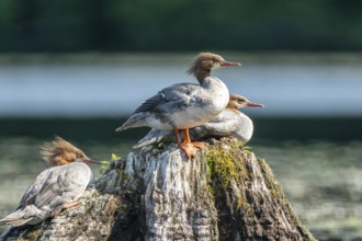 Common merganser. Mergus merganser. A group of females stands on a tree stump. Lake Wapizagonke. La