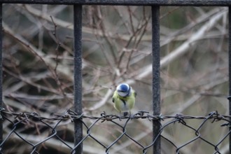 Blue tit, winter, Germany, Europe