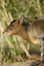 A muntjac sideways in the forest, surrounded by vegetation, with an attentive gaze, Chinese muntjac