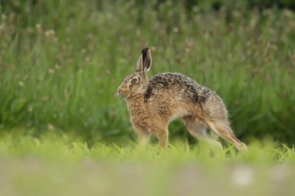European brown hare (Lepus europaeus) adult animal stretching in a farmland maize crop in summer,