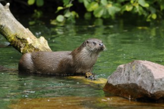 An otter stands on a rock by the water and observes the surroundings, otter (Lutra lutra), Bavarian