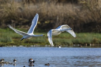 Tundra Swan, Bewick's Swan, Cygnus columbianus in flight at winter in Slimbridge, England, United