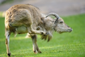 A wild sheep raises its leg in a meadow, Mane jumper (Ammotragus lervia), captive