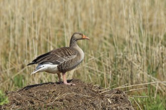 Greylag goose (Anser anser) building a nest, Dümmer, Lake Dümmer, Ochsenmoor, Hüde, Lower Saxony,
