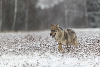 One young male eurasian gray wolf (Canis lupus lupus) running towards the camera over a snow