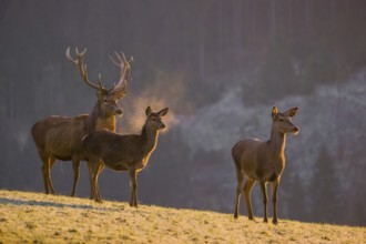 Two red deer hinds and a stag (Cervus elaphus) stand on a frozen meadow on hilly ground in the