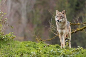 A female eurasian gray wolf (Canis lupus lupus) stands on green meadow on top of a hill