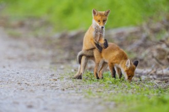 Fox (Vulpes vulpes) puppy Germany