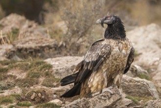 Bearded vulture (Gypaetus barbatus), also known as lammergeier or bone crusher, foraging, young