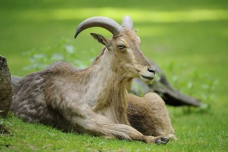 A wild sheep lying on a green meadow looks relaxed and calm, Maned jumper (Ammotragus lervia),