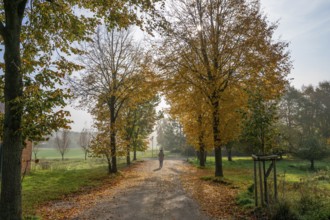 Autumnal lime tree avenue (Tilia) in the morning at Othenstorf Estate, Mecklenburg-Western