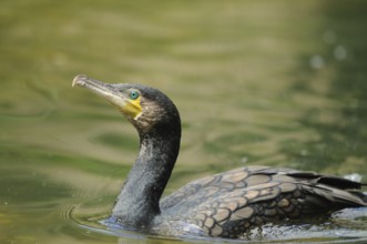 A cormorant swimming in green water with bright plumage, Cormorant (Phalacrocorax carbo), Bavaria