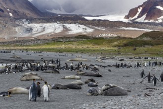 King penguins Elephant seals in landscape St. Andrews Bay South Georgia Antarctica