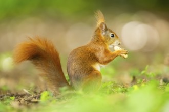 Red squirrel (Sciurus vulgaris) in a forest, Bavaria, Gernany
