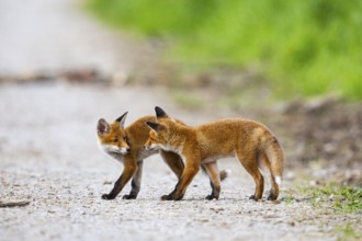 Fox (Vulpes vulpes) puppy Germany