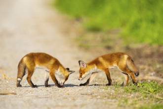 Fox (Vulpes vulpes) puppies Germany