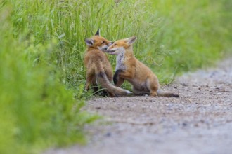 Fox (Vulpes vulpes) puppy Germany