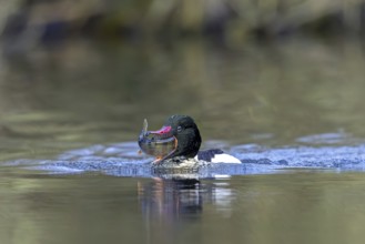 Common merganser, goosander (Mergus merganser merganser) male swallowing caught fish prey while