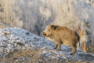 On a sunny day, a wild boar (Sus scrofa) searches for food in a frozen field. A forest covered in