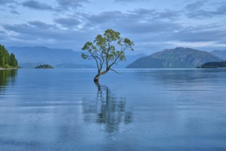 A lone tree stands in a calm blue lake in front of mountains, summer, Lake Wanaka, Wanaka, Otago,