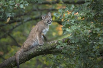 One young cougar, Puma concolor, sitting on a big branch high up in an oak tree