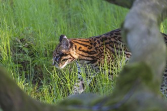 One Ocelot, Leopardus pardalis, walking on green grass with green vegetation in the background
