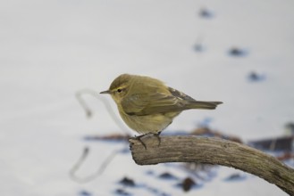 A chiffchaff (Phylloscopus collybita) sitting attentively on a branch against a quiet background,