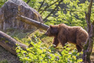 An adult female brown bear (Ursus arctos arctos) walks up a hill between rocks and dead trees