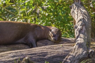 A giant otter or giant river otter (Pteronura brasiliensis) lies on a rotten tree lying on a river