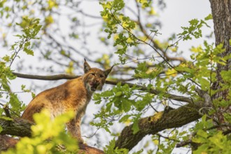 A Eurasian lynx, (Lynx lynx) sits on a branch high up in a big tree