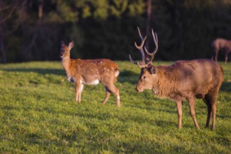 One male and one female Dybowsky deer (Cervus nippon hortulorum) stand on a green meadow. First