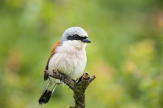 Red-backed shrike (Lanius collurio) ml Germany