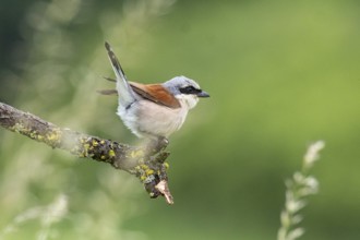 Red-backed shrike (Lanius collurio) ml Germany