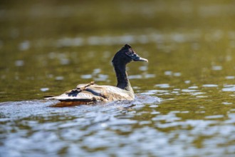 Muscovy duck (Cairina moschata) Pantanal Brazil