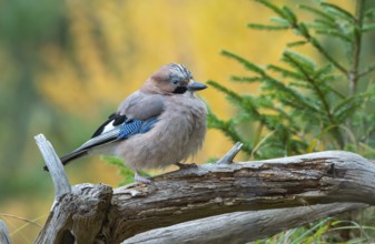 Eurasian jay (Garrulus glandarius), sitting on a branch, Terfens, Tyrol, Austria, Europe