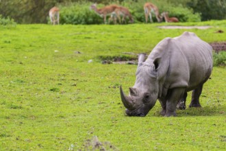 A white rhinoceros (Ceratotherium simum) stands grazing on a fresh green meadow