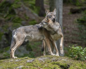 Wolves (Canis lupus) standing on a rock covered with moss, social behaviour, captive, Bavarian
