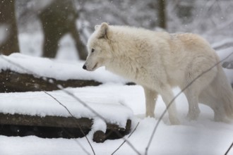 Melville Island wolf (Arctic wolf) standing in snow covered forest, snow falling