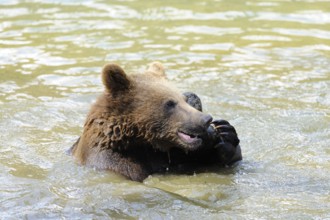 A brown bear swims in the water and looks playful, Eurasian brown bear (Ursus arctos arctos),