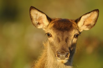 Close-up of a roe deer with watchful eyes in natural surroundings, red deer (Cervus elaphus),