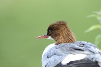 Close-up of a bird with a brown head and white plumage against a green background, Goosander