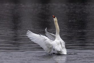 A swan in the water raises its wings in an elegant pose, Mute Swan, (cygnus olor), wildlife,