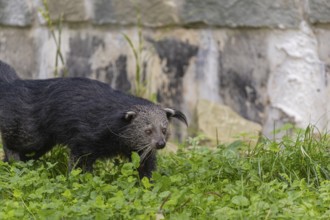 One binturong (Arctictis binturong), or bearcat walking over green grass with rocks in the