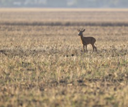 Roe deer (Capreolus capreolus), roebuck standing on a harvested field, wildlife, Thuringia,