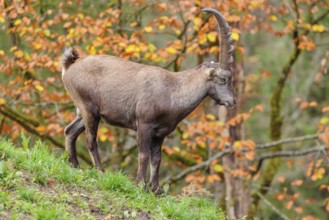 A male ibex (Capra ibex) walks down a hill on a green meadow on a cloudy day. A forest in autumn