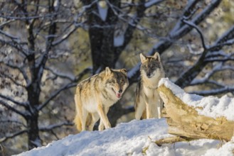 Two grey wolves (Canis lupus lupus) stand on the snow-covered fallen tree at the edge of a forest