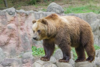 A Kamchatka brown bear (Ursus arctos piscator) runs across rocky terrain