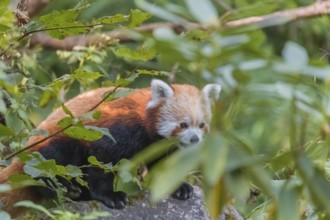 One red panda, Ailurus fulgens, sitting on a rock. Fresh green vegetation in the background