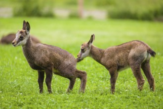 Two young chamois (Rupicapra rupicapra) are standing on a fresh green meadow. One sniffs at the